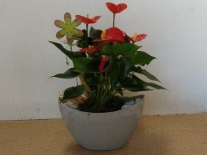 centre de planta natural