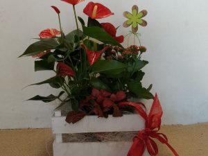 Centre de plantes naturals