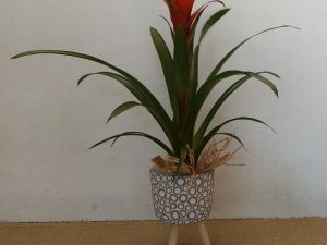 Guzmania amb peu de ceràmica