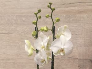 Orquídea